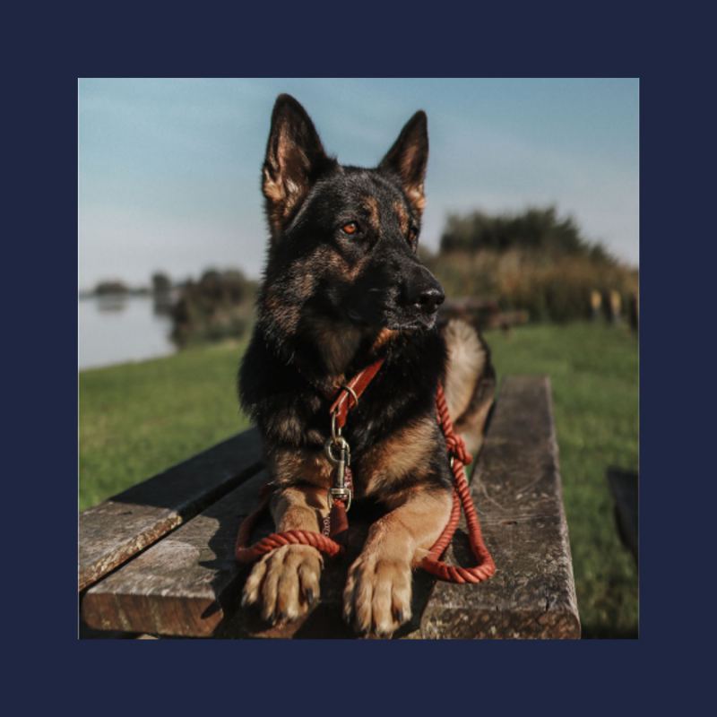 Verstelbare hondenriem - roestig rood